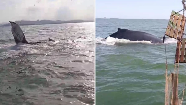 Registro foi feito por um pescador, sendo considerado o flagrante mais próximo desta temporada, segundo o Projeto Amigos da Jubarte