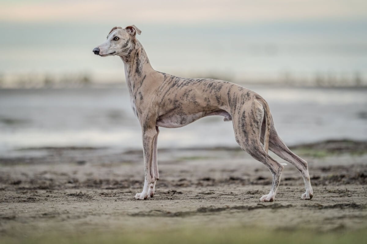 Os cachorros da raça whippet conquistaram os lares com seu comportamento fiel, equilibrado e extremamente afetuoso (Imagem: Anton Pentegov | Shutterstock)