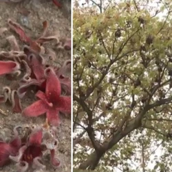 Engenheiro ambiental explica que mau-cheiro exalado pelas flores da planta é parte de uma estratégia do chichá-fedorento para se reproduzir