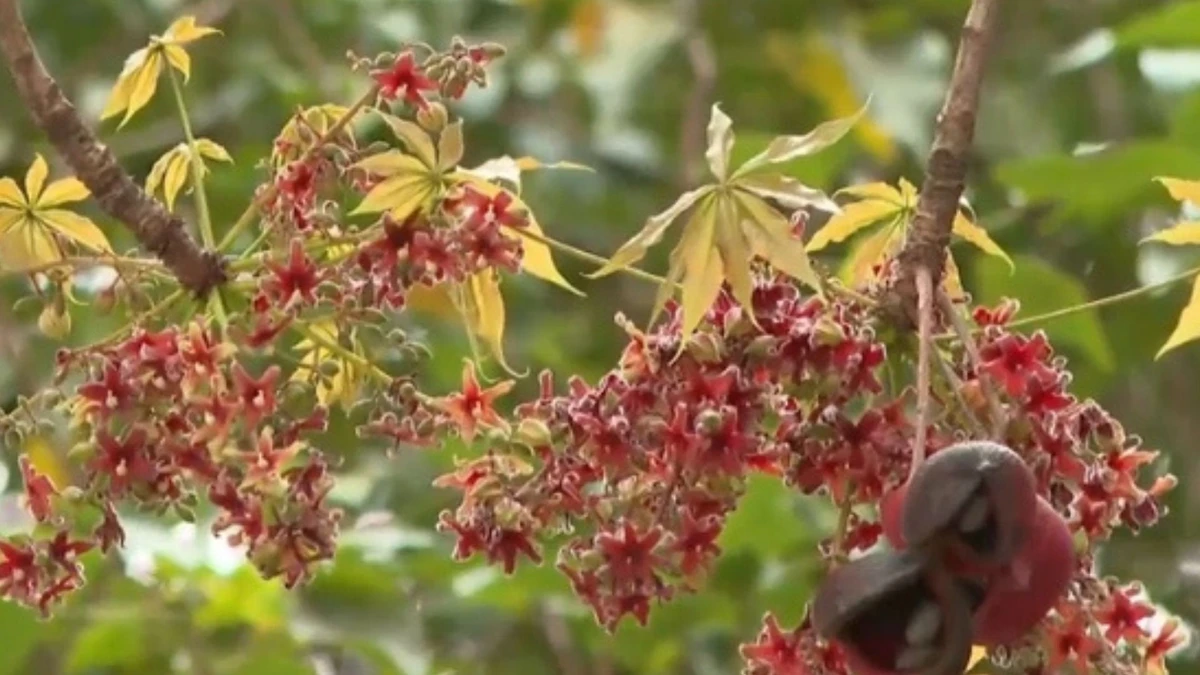 Árvore floresce e odor de fezes impregna praça de Cachoeiro