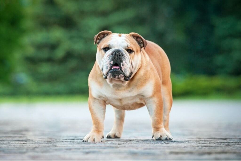  As rugas do buldogue inglês geralmente são encontradas no rosto, no pescoço e nos ombros (Imagem: Rita_Kochmarjova | Shutterstock)