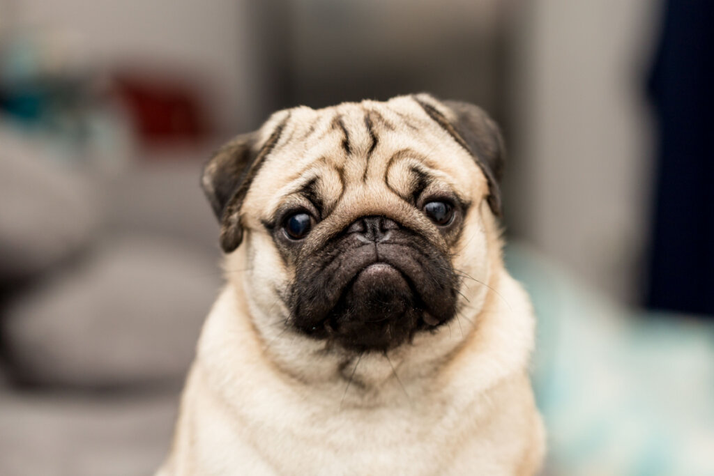 Com rugas características na face, o pug é uma das raças mais populares do mundo (Imagem: 220 Selfmade studio | Shutterstock)