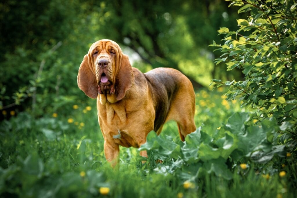 O cachorro bloodhound é conhecido principalmente devido a pele enrugada e faro apurado (Imagem: Glikiri | Shutterstock)