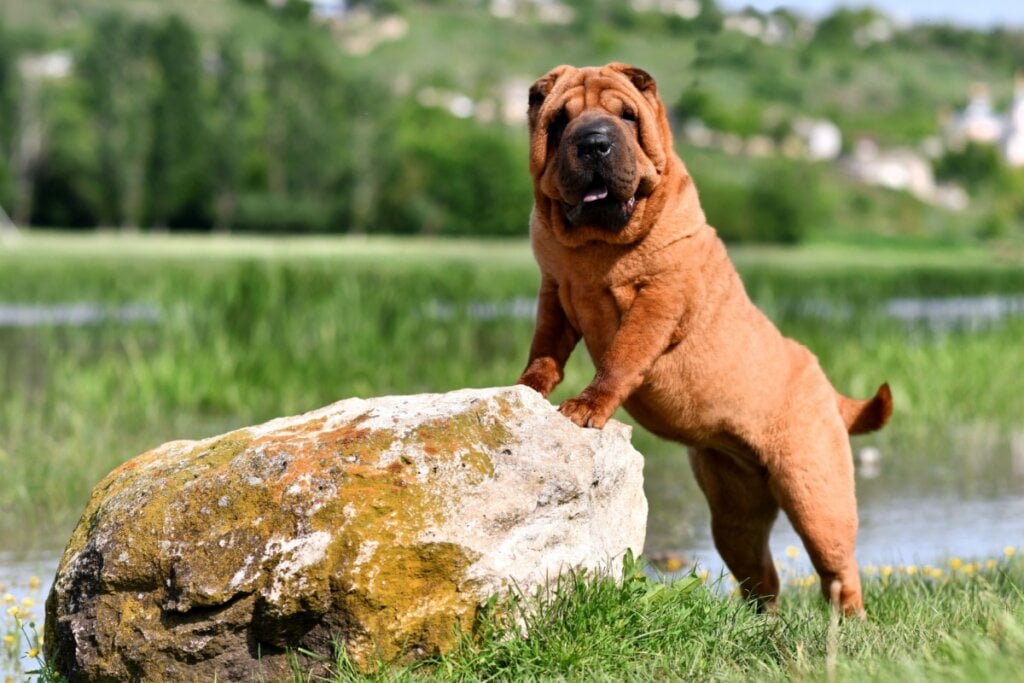 O cachorro da raça shar pei possui a pele enrugada desde filhote (Imagem: Natalia Fesiun | Shutterstock)