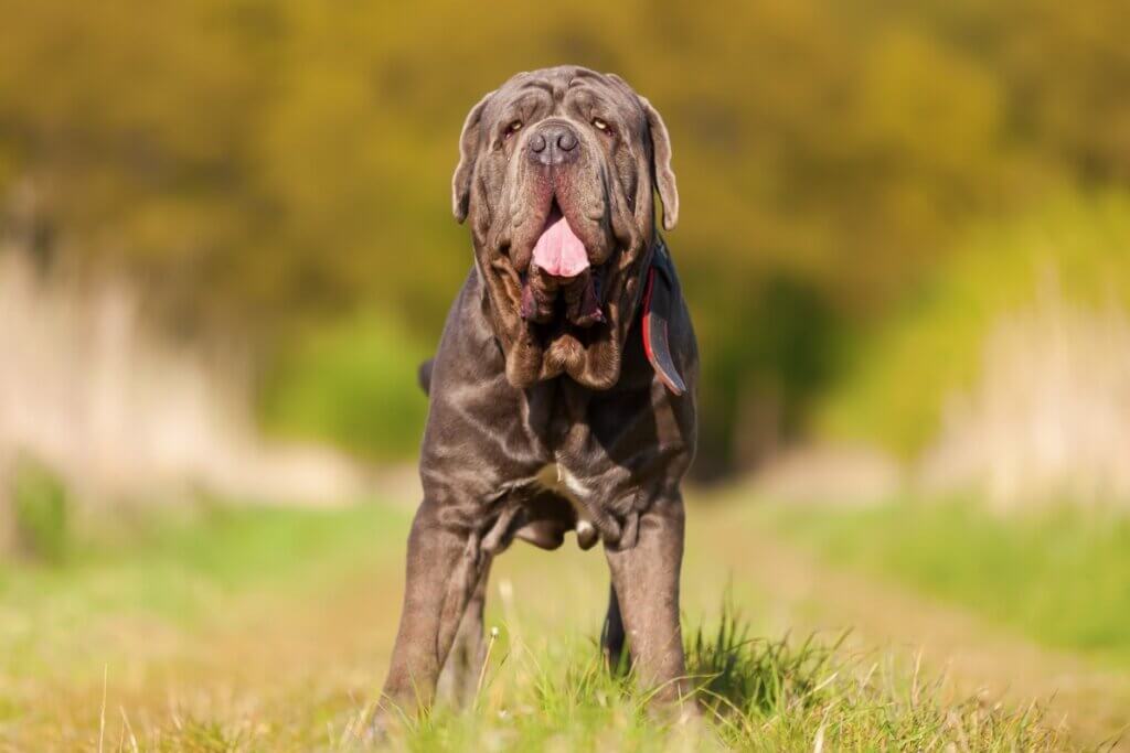 O mastim napolitano tem rugas em excesso por todo o corpo (Imagem: Christian Mueller | Shutterstock)