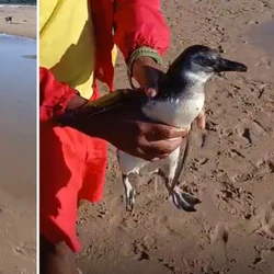 Nativos da Patagônia e da Argentina, os Pinguins-de-Magalhães migram para o norte durante o inverno em busca de alimento e águas mais quentes, podendo ser vistos até no litoral do Brasil