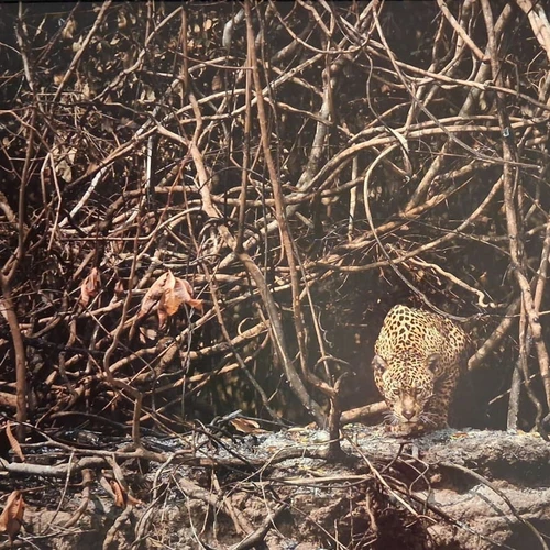 Imagem - O que arde também pede água: o Pantanal entre a vida e a devastação
