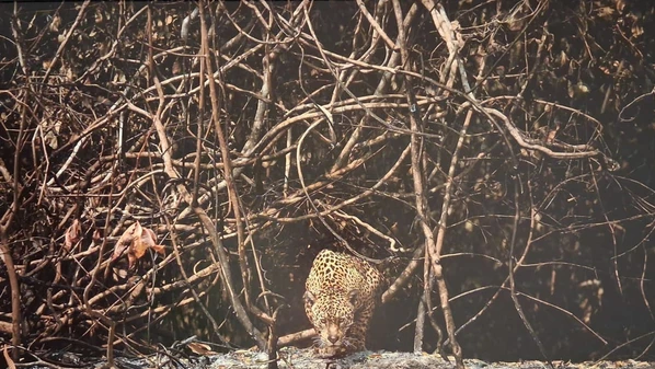 De todos os biomas brasileiros, foi o que mais queimou nos últimos 36 anos: 57% do território sofreu pelo menos um incêndio nesse período. A exposição mostra, de forma pungente e tocante, o contraste entre vida e destruição