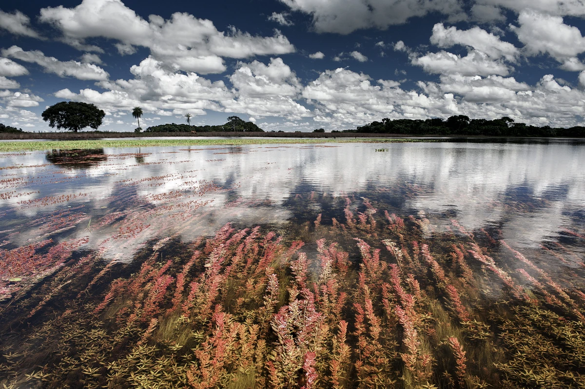 Àgua Pantanal Fogo