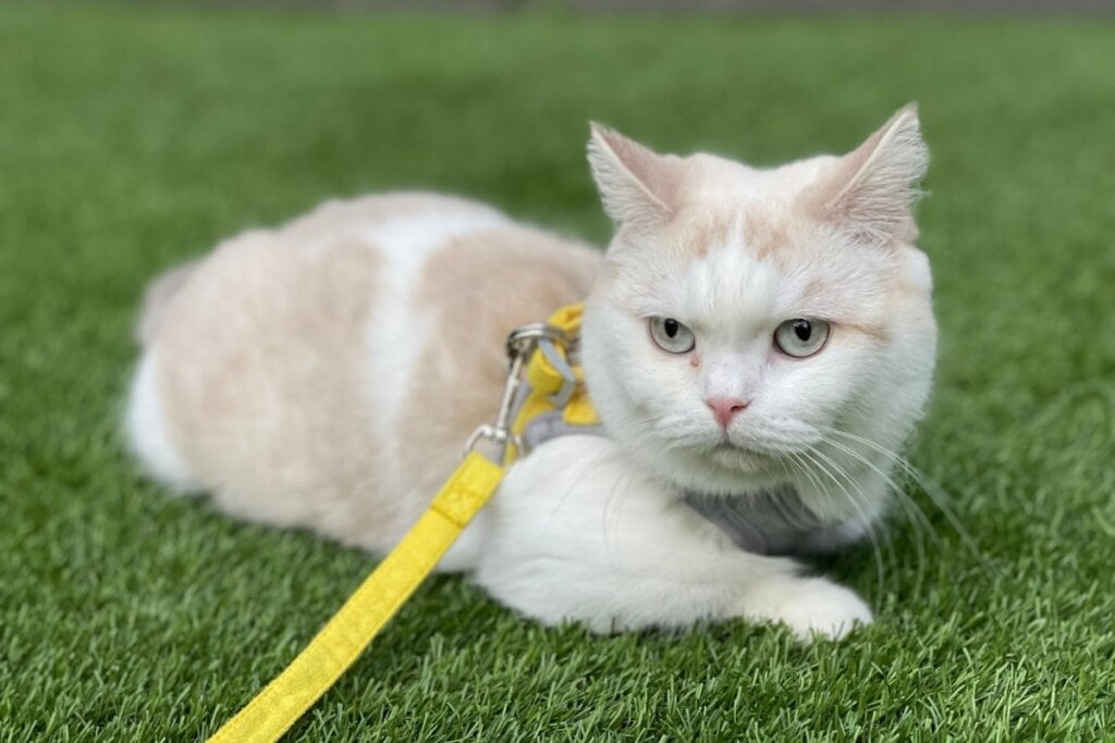 A raça munchkin pode apresentar tanto pelagem curta quanto longa (Imagem: LittlePigy | Shutterstock) 