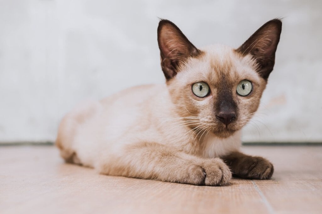 O burmês é uma raça muito brincalhona, afetuosa e ligada ao tutor (Imagem: redart14 | Shutterstock) 