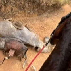 "Estou totalmente arrependido. Me sinto arrependido dessa crueldade que eu fiz", disse homem que cortou patas de cavalo. Ele ainda não foi preso.