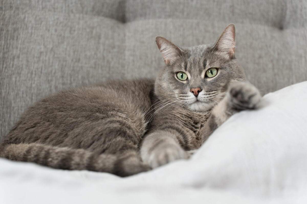 Alguns nomes são perfeitos para gatos que gostam de cochilar por horas e preferem uma rotina mais calma (Imagem: 
Art_Volkusha  | Shutterstock)
