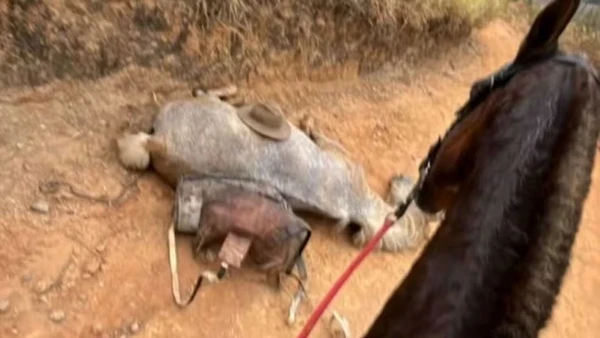 Imagem viralizada mostra cavalo branco caído no chão antes de mutilação em Bananal, SP