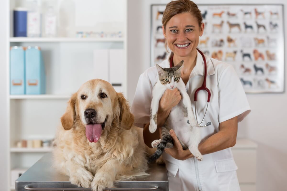A decisão de castração envolve não apenas questões de controle populacional, mas benefícios diretos à saúde dos pets (Imagem: 135pixels | Shutterstock)