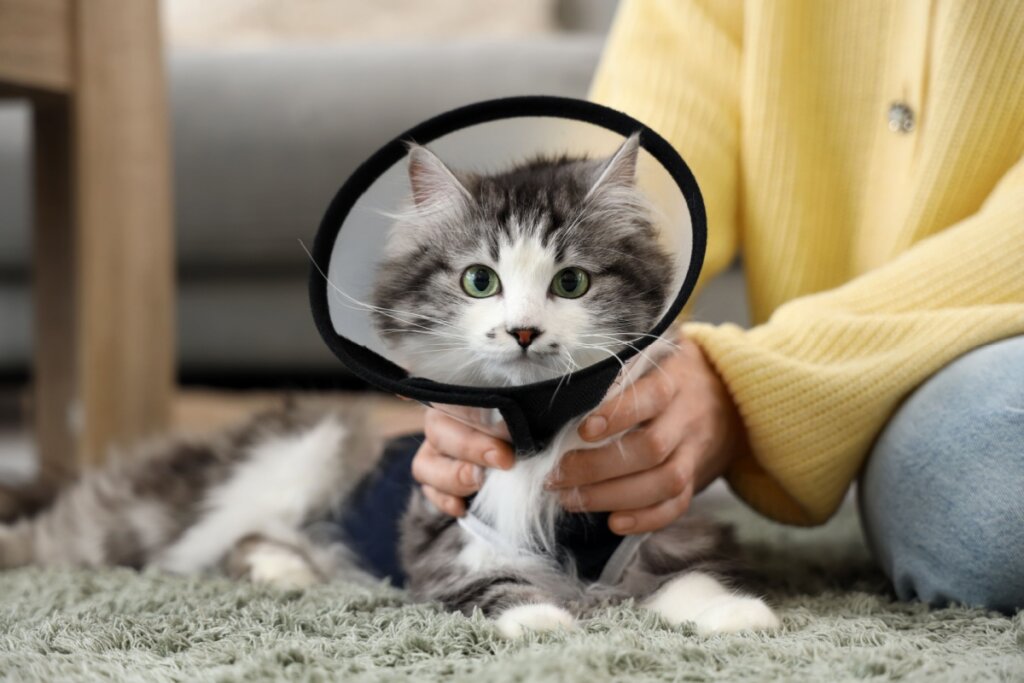 O colar elizabetano deve ser usado por 7 a 10 dias após a castração (Imagem: Pixel-Shot | Shutterstock)