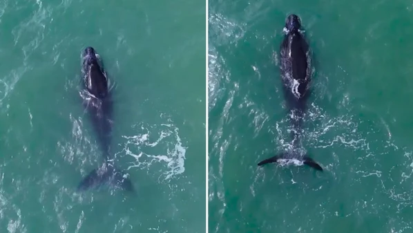 Cena foi flagrada por drone na manhã desta segunda-feira (25); especialista afirma que aparição da espécie no litoral capixaba não é tão comum, diferente do que ocorre com as jubartes