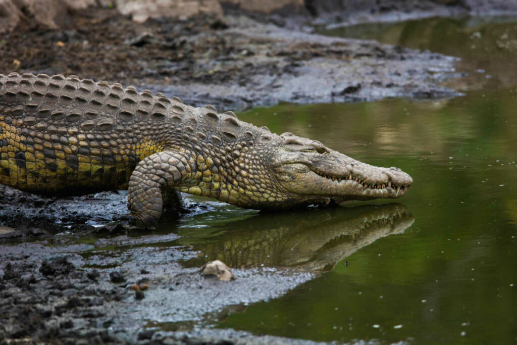 O crocodilo era considerado a representação do deus Sobek (Imagem: Shutterstock)