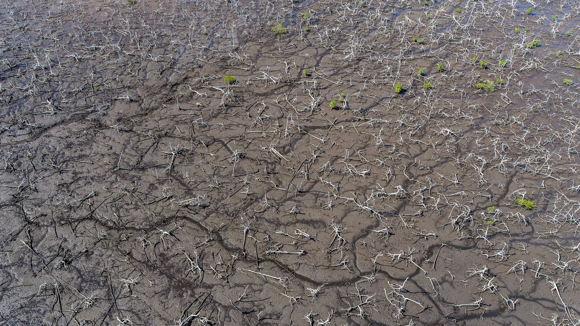 Arbustos começam aparecer em área atingida no rio Piraquê-Mirim