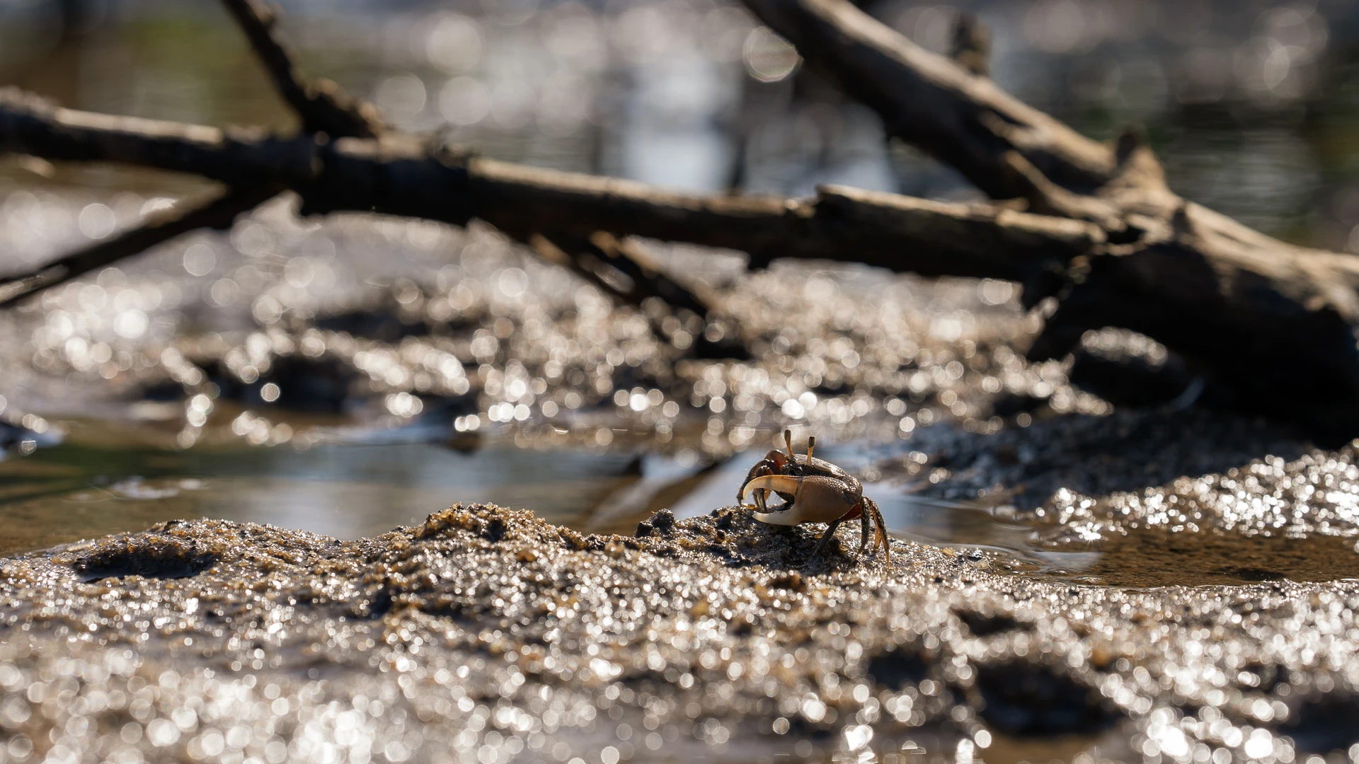 Caranguejo do gênero Uca encontrado em área de mangue morto