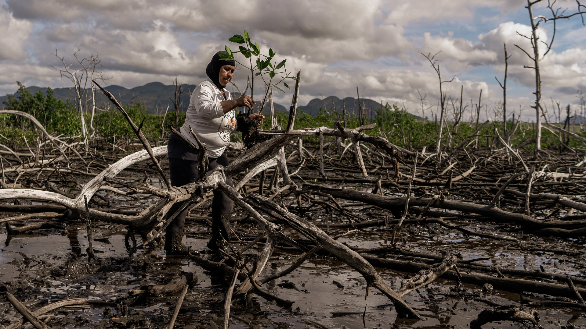 Entre troncos mortos e lama, Ester Vasconcelos, catadora de caranguejo, carrega planta na tentativa de devolver a vida ao mangue