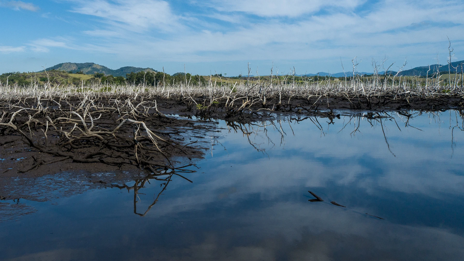 Escassez hídrica aumentou a salinidade da água, contribuindo para devastação da área