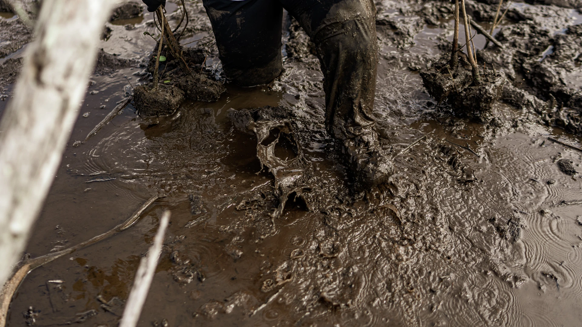 O grau de dificuldade para andar no mangue aumenta por conta da lama