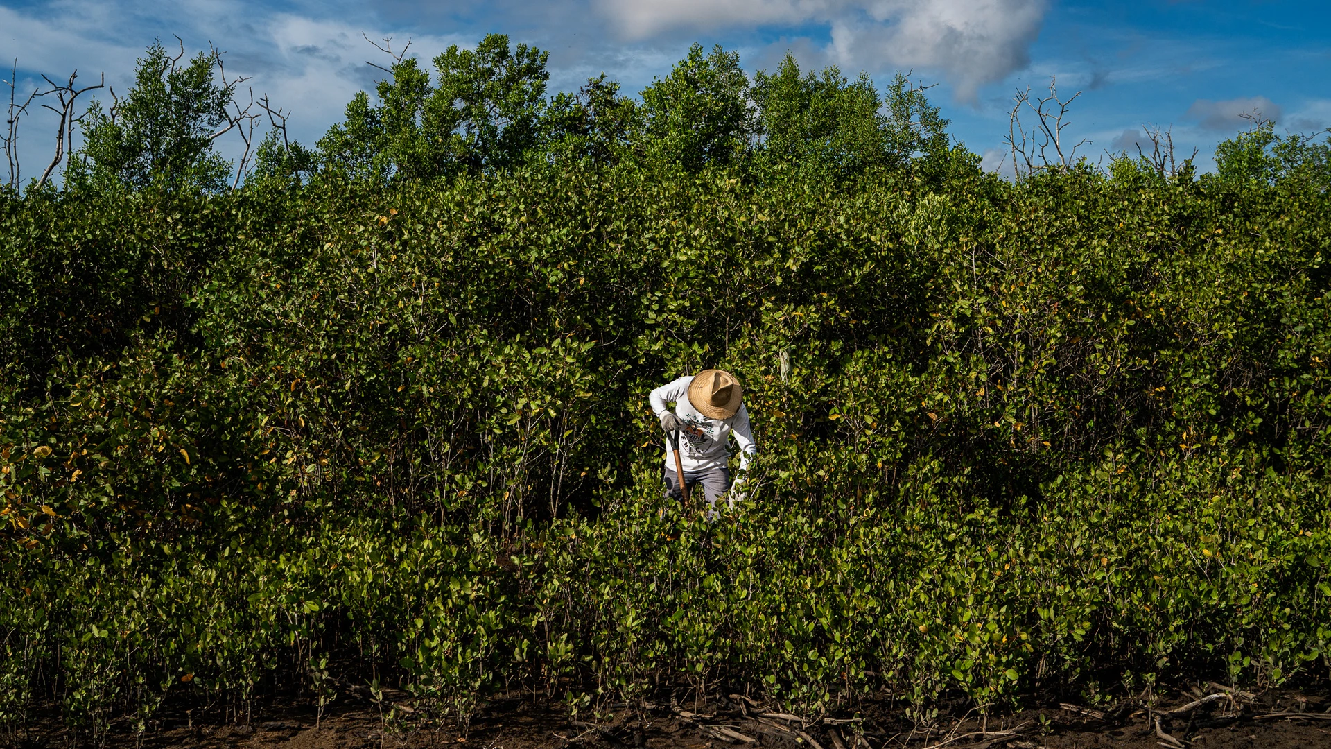 Obedes Azevedo retira muda de bosque sadio para replantar em local atingido