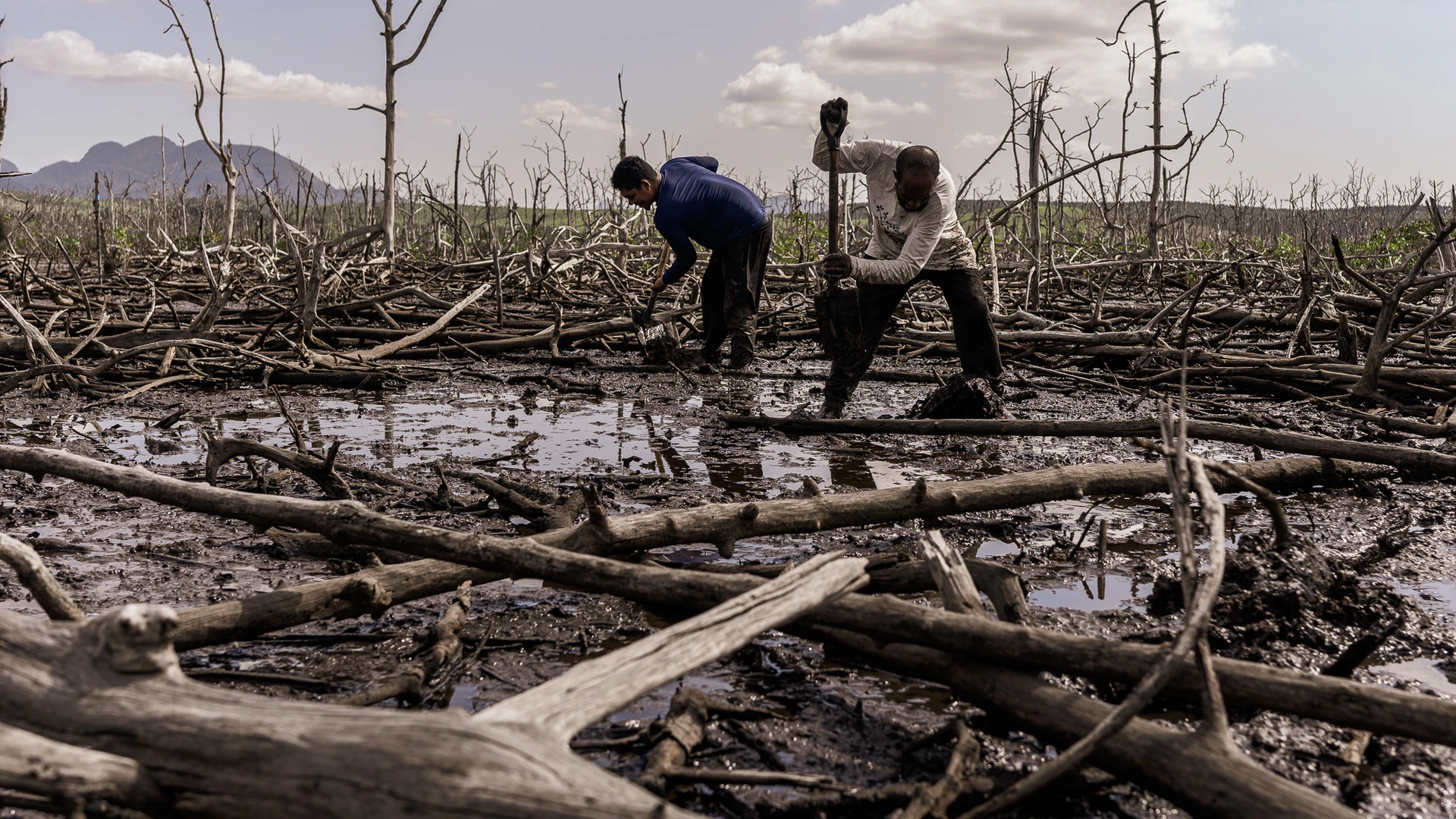 Ribeirinhos cavam o solo encharcado entre troncos secos para preparar o plantio e tentar restaurar a vida no manguezal devastado