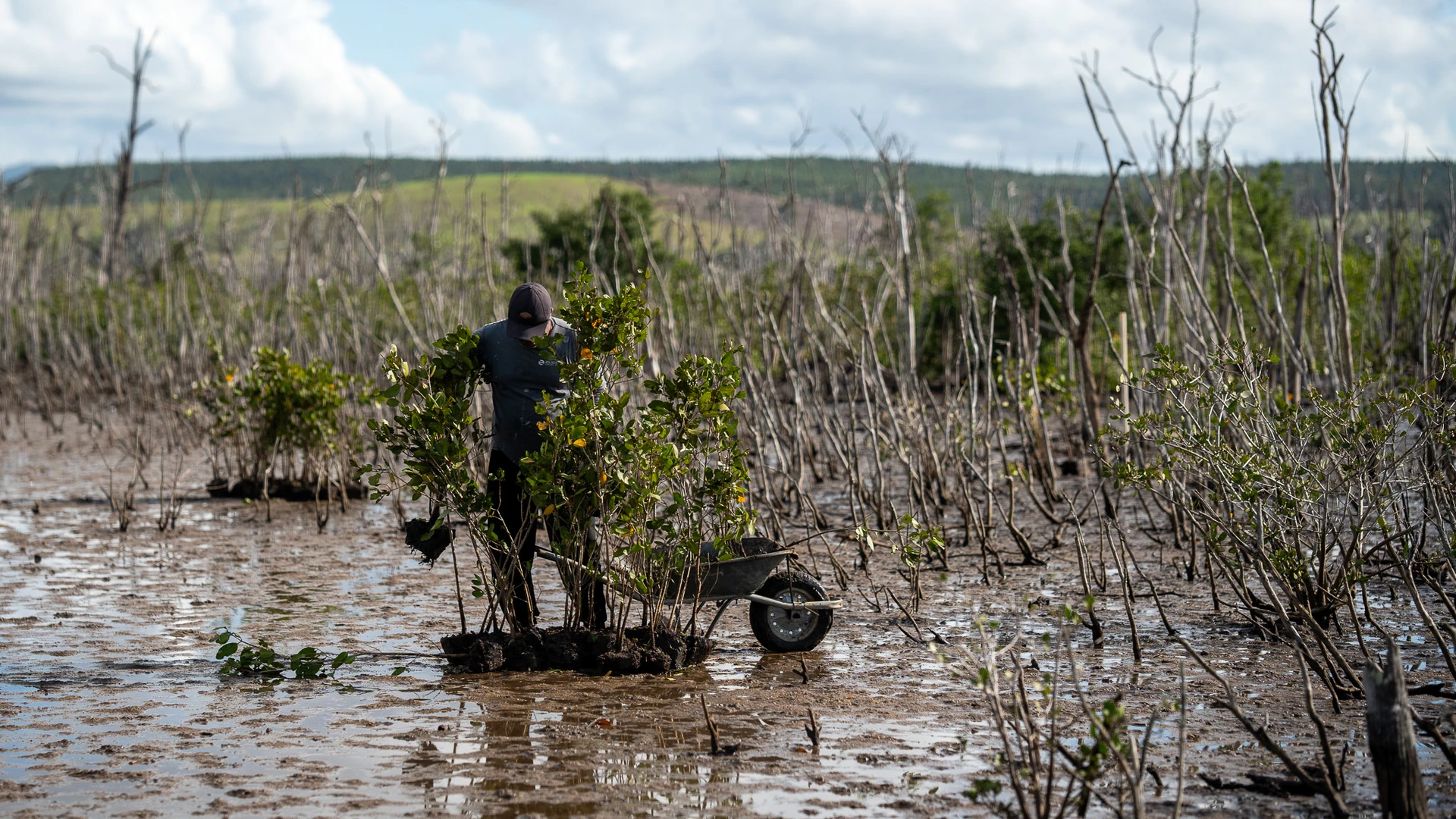 Wander Rocha transporta mudas transformando um cenário de morte em promessa de futuro