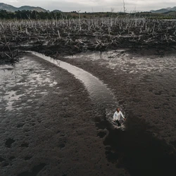 Projeto em Aracruz une conhecimento científico e tecnologia à sabedoria de quem vive do mangue para restaurar região praticamente morta