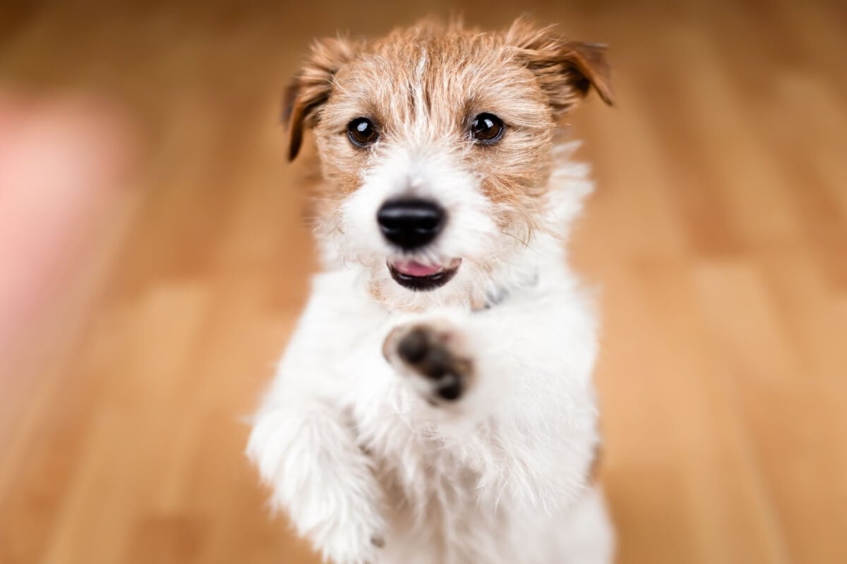 O cachorro “fiapo de manga” é reconhecido pelos pelos arrepiados que viraram marca registrada (Imagem: Reddogs | Shutterstock)