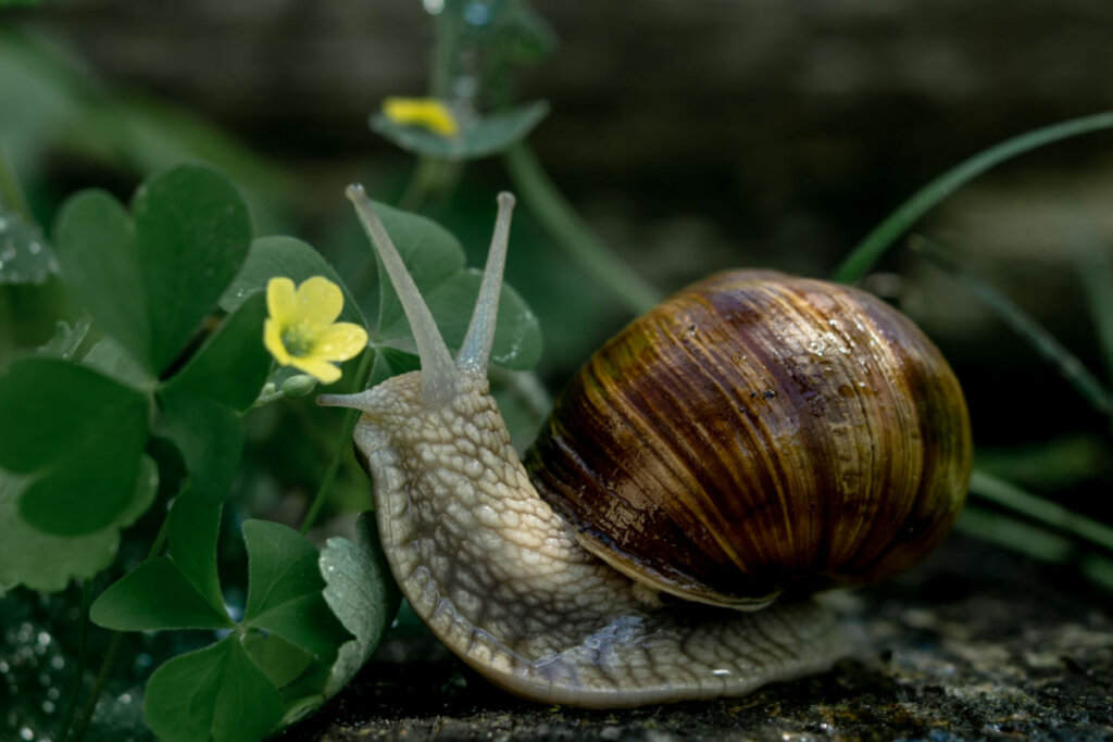 O caracol é um exemplo de molusco (Imagem: Jam Dastin | Shutterstock)