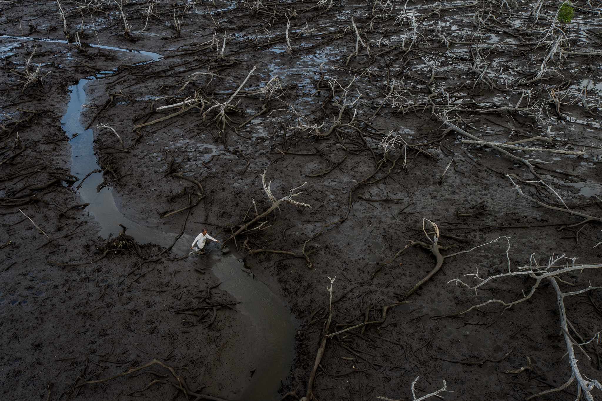Manguezal atingido por mudanças climáticas em Aracruz