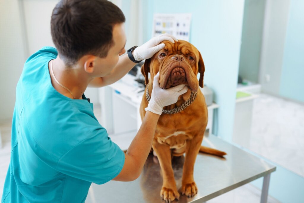 Consultas regulares com o veterinário são essenciais para garantir o bem-estar do dogue de bordeaux (Imagem: maxbelchenko | Shutterstock)
