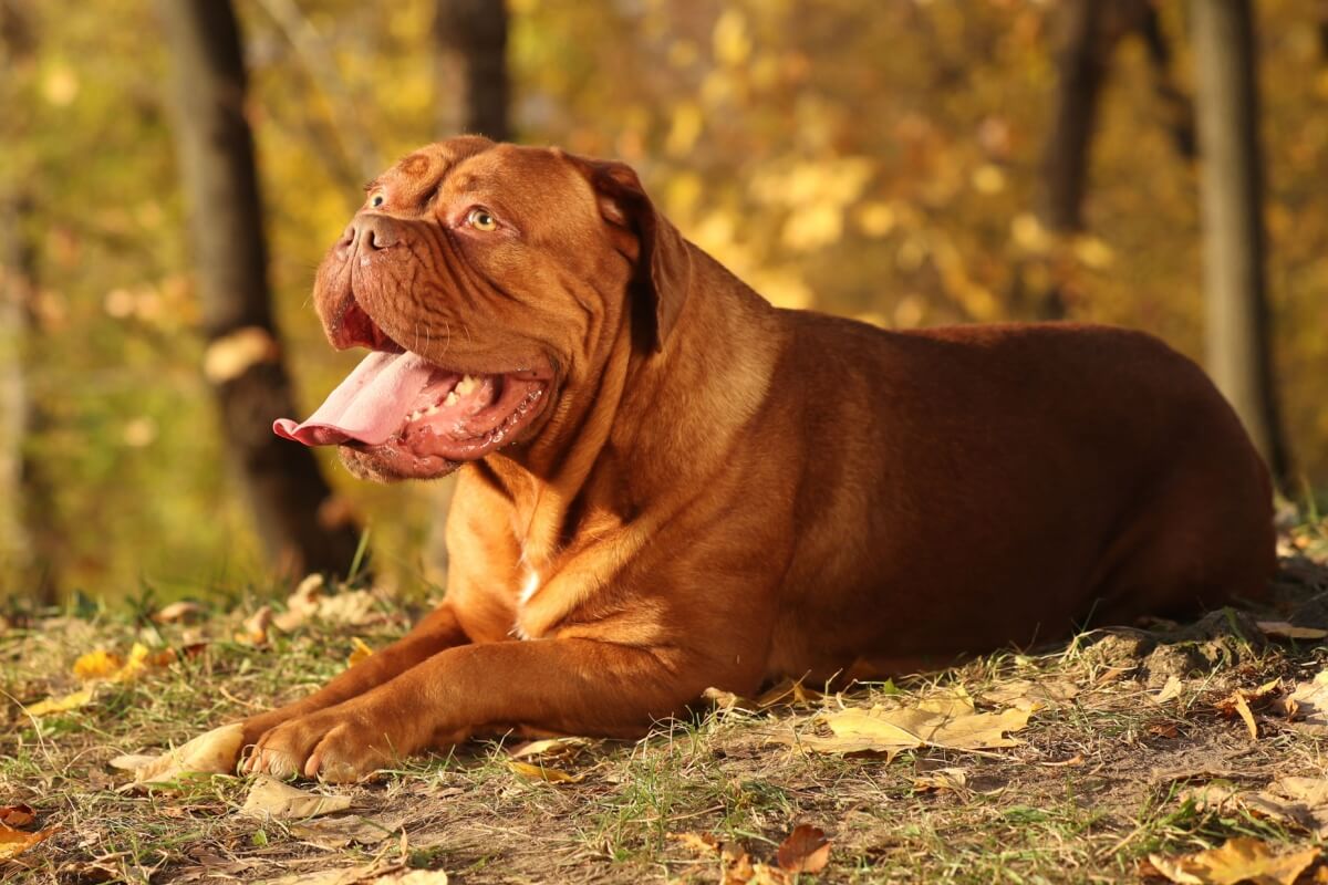 O dogue de bordeaux tem uma história marcada por coragem, lealdade e resistência (Imagem: Liliya Kulianionak | Shutterstock)