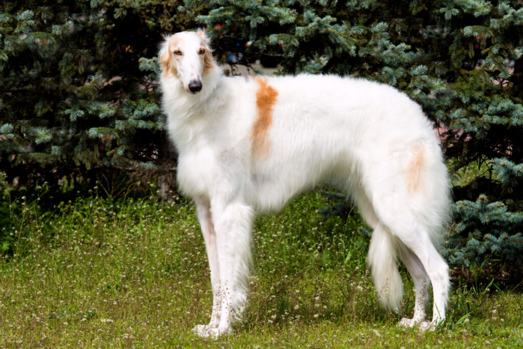 O borzoi é silencioso, educado e muito calmo (Imagem: volofin | Shutterstock)