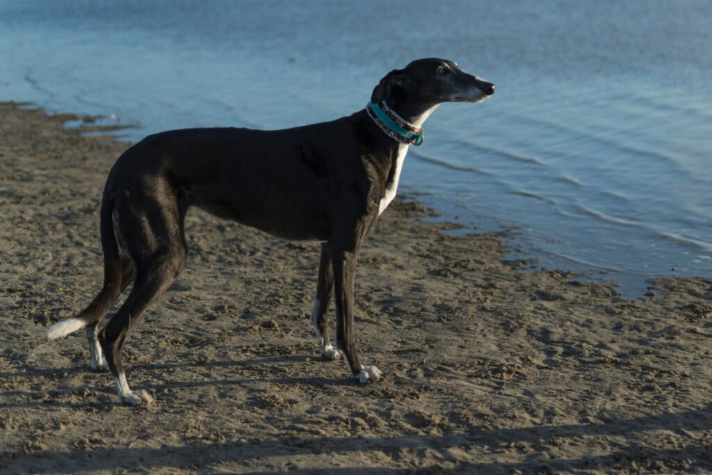 O galgo espanhol é calmo, discreto e bastante doce com pessoas de confiança (Imagem: Heidi Bollich | Shutterstock)