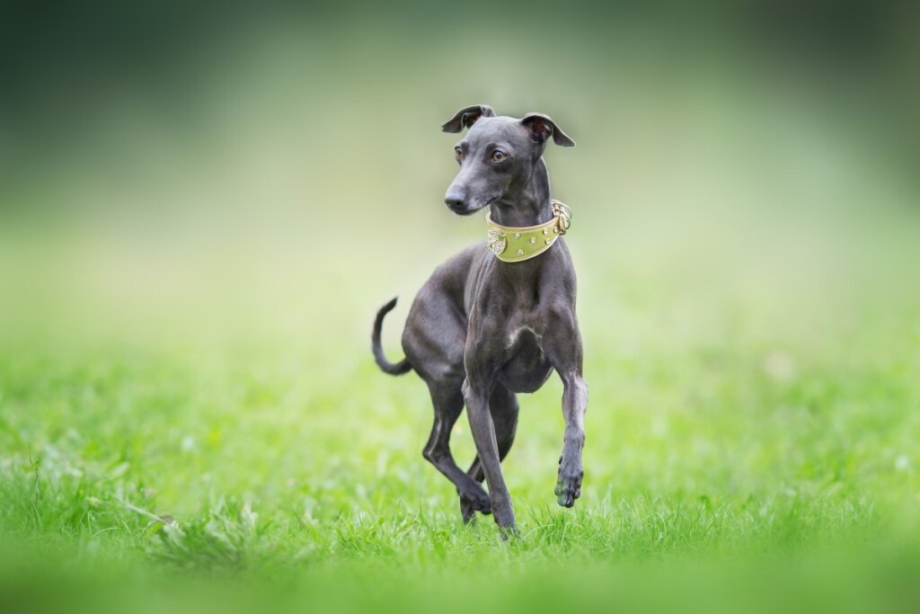 O galgo italiano é muito ativo e veloz (Imagem: Kwadrat | Shutterstock)