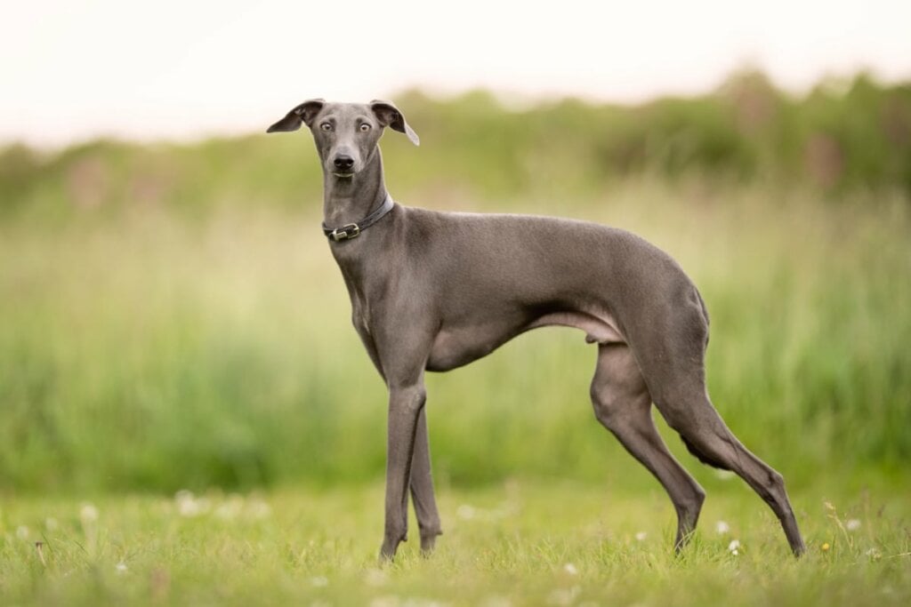 O greyhound gosta de tirar longas sonecas, é discreto e quase não late (Imagem: BIGANDT.COM | Shutterstock)