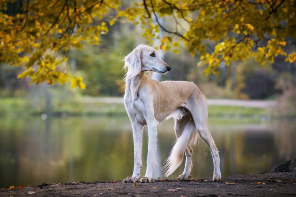 O saluki é reservado, refinado e gentil (Imagem: Svetlay | Shutterstock)