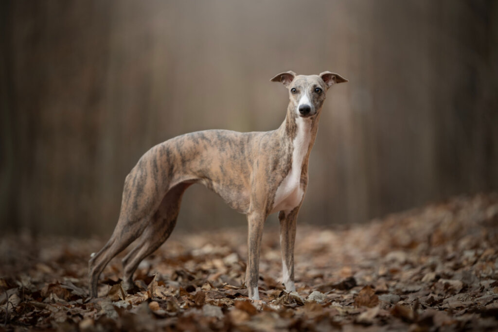 O whippet adora o colo do tutor e se dá bem com crianças (Imagem: nik174 | Shutterstock)