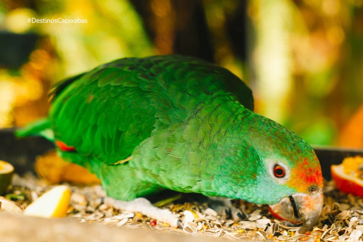 O Caparaó capixaba tem inúmeras belezas e atrativos naturais por Ramon Porto