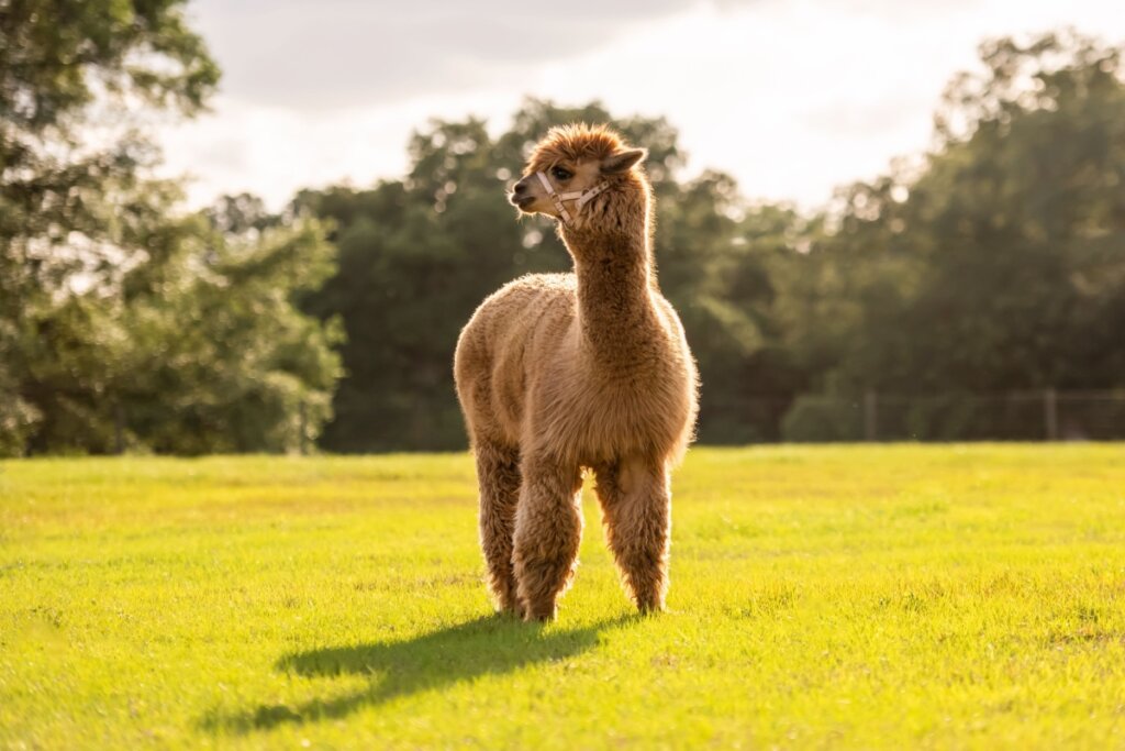 A lã da alpaca é macia, resistente e hipoalergênica (Imagem: Tanya Consaul Photography | Shutterstock)