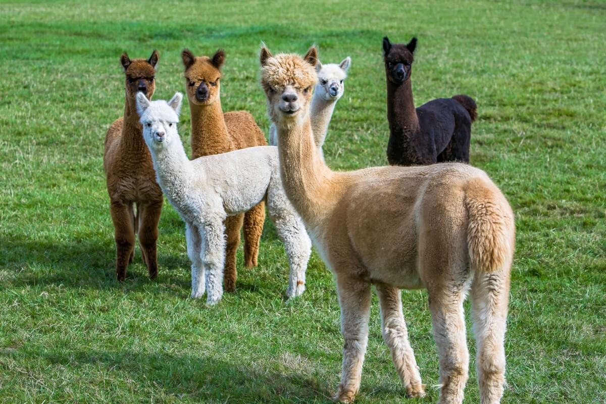 Alpacas são animais de rebanho e não gostam de viver sozinhas (Imagem: Bob Pool | Shutterstock)