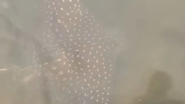 Animal da espécie raia-chita foi visto próximo à Curva do Saldanha e registrado, em vídeo, no último domingo (31)