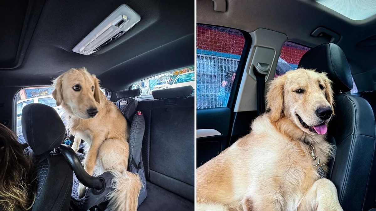 Cães da família por Arquivo Pessoal