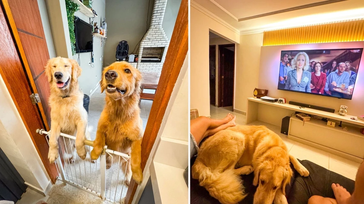 Cães da família por Arquivo Pessoal