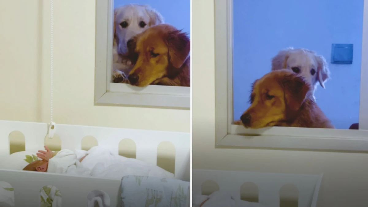 Cães olhando para Alexandre