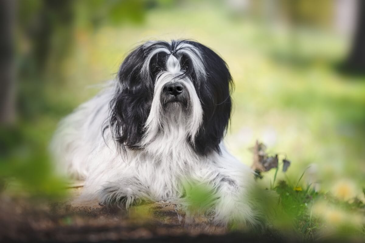 O terrier tibetano conquistou tutores em diversas partes do mundo, especialmente por seu comportamento afetuoso (Imagem: Slavica Stajic | Shutterstock)